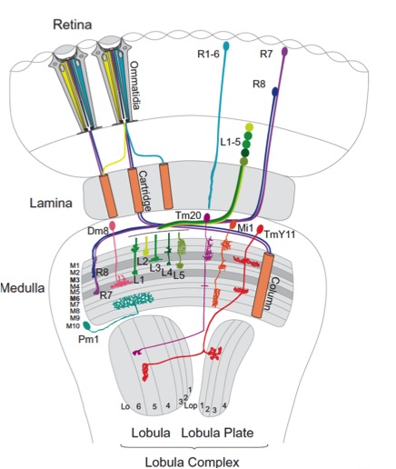 Our review on wiring of the fly visual system is out!